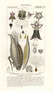 Asclepias syriaca