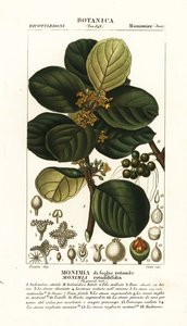 Monimia rotundifolia
