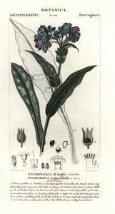 Pulmonaria angustifolia da Stanghi Stanghi