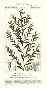 Olax stricta da Stanghi Stanghi