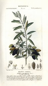 Ulivo, Olea europaea da Stanghi Stanghi