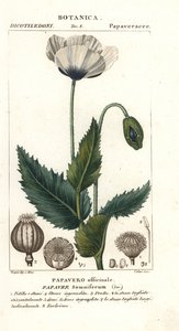 Papavero da oppio, Papaver somniferum, Papavero officinale