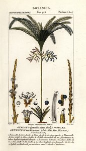 Palma, Geonoma maxima