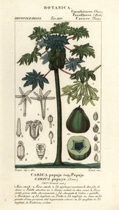 Papaya, albero e frutto di papaya