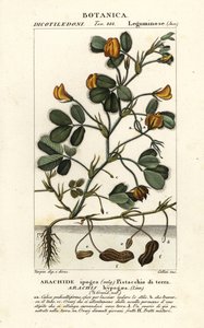 Arachide, Arachis hypogaea