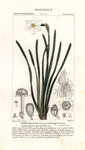 Narciso dei poeti, Narcissus poeticus da Stanghi Stanghi