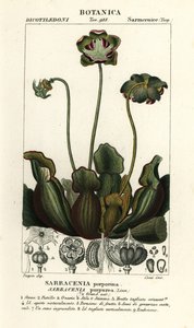 Pianta carnivora viola, Sarracenia purpurea