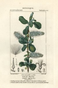 Salice caprino, Salix caprea