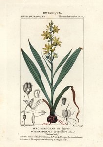 Radice rossa, Wachendorfia thyrsiflora da Stanghi Stanghi