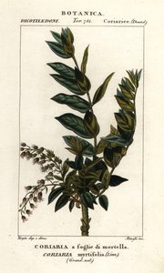 Albero di Redoul, Coriaria myrtifolia da Stanghi Stanghi