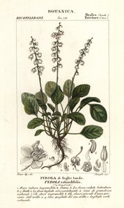 Pirole a foglie rotonde, Pyrola rotundifolia da Stanghi Stanghi