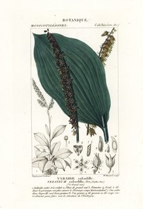 Sabadilla, Schoenocaulon officinale