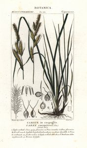 Erba carice, Carex caespitosa da Stanghi Stanghi