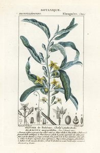 Elaeagnus angustifolia