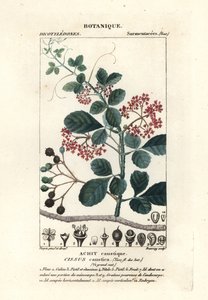 Cissus obovata da Stanghi Stanghi