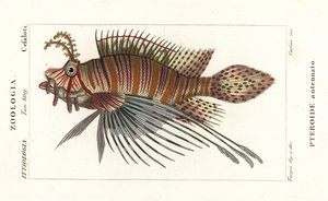 Pesce leone macchiato, Pterois antennata da Stanghi Stanghi