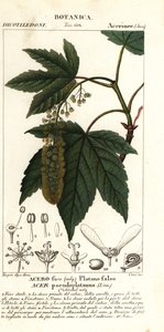 Acero sicomoro o acero platanoide, Acer pseudoplatanus da Stanghi Stanghi