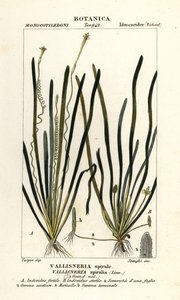 Erba nastro o erba anguilla, Vallisneria spiralis