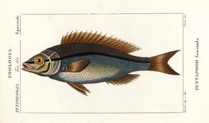 Pagello testanera, Pentapodus fasciuola