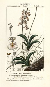 Orchidea Tolumnia guttata da Stanghi Stanghi