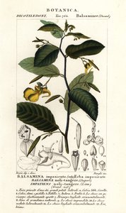 Balsamina non mi toccare, Impatiens noli-tangere
