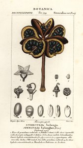 Castagno tropicale o albero nawa, Sterculia balanghas