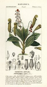 Pianta carnivora tropicale, Nepenthes distillatoria da Stanghi Stanghi