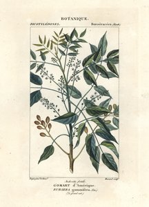 Albero di trementina, Bursera simaruba