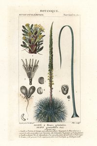 Agave a fiori gemelli, Agave geminiflora