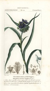 Tradescantia virginiana