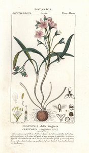 Claytonia virginica da Stanghi Stanghi