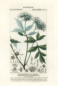 Hydrophyllum virginianum da Stanghi Stanghi
