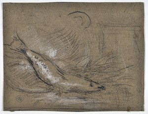 Studio di pesce (disegno) da Stanislas Torrents y de Amat
