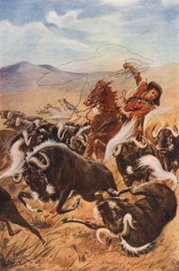 Cowboy che lancia il lazo ai buoi muschiati da Stanley (after) Berkeley