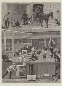 Schizzi al rifugio per cani, Battersea