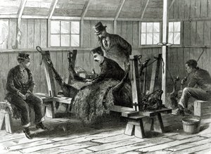 Prelievo del virus dal vitello, illustrazione da 