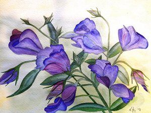 Fiori lilla