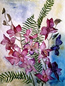 Orchidea