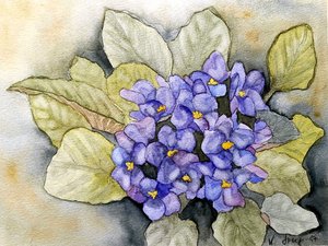 Violetta di Usambara