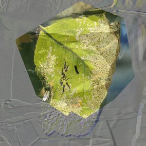 Foglia verde - Estratto da Stefan Fransson