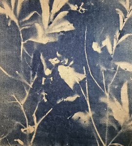 Ombre botaniche blu da Stefano Mazzolini