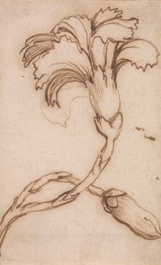 Studio di Garofani e Rose da Stefano della Bella