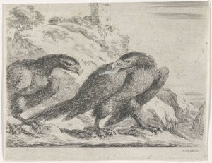 Aquila che cammina verso destra, guardando un