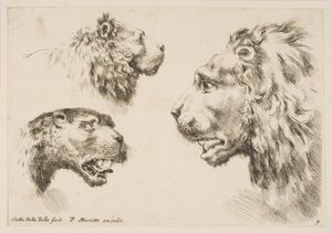 Teste di tre leoni, ca. 1641