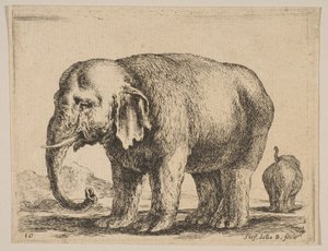 Elefante, da Diversi animali da Stefano della Bella