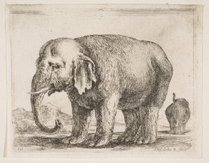 Tavola 10: elefante, da Vari animali Diversi animali, ca. 1641 da Stefano della Bella