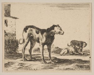 Tavola 11: cani, da Vari animali Diversi animali da Stefano della Bella