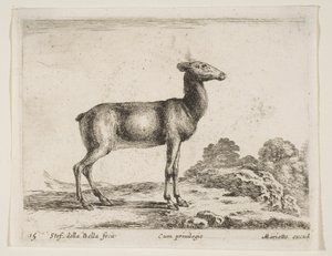 Tavola 15: cerva, da Vari animali Diversi animali, ca. 1641 da Stefano della Bella