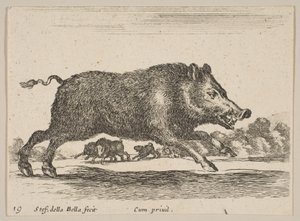 Piatto 19: cinghiale, da Vari animali da Stefano della Bella