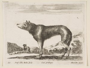 Tavola 20: lupo, da Diversi animali da Stefano della Bella